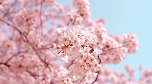 DC Cherry Blossoms